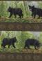 Woodland Bears, Bordre 